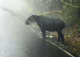 The Danta (Tapir)